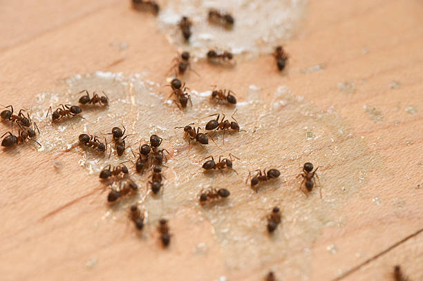 Best Insect Control  in Eureka Mill, SC